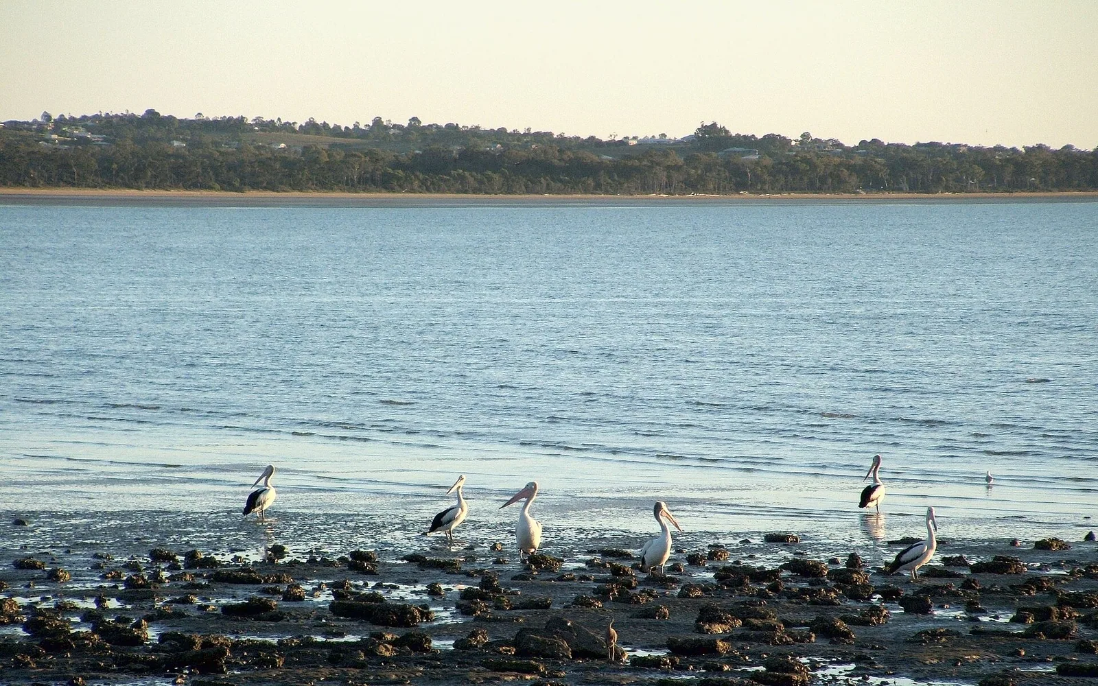 Pelicans beside the water at Gatakers Bay