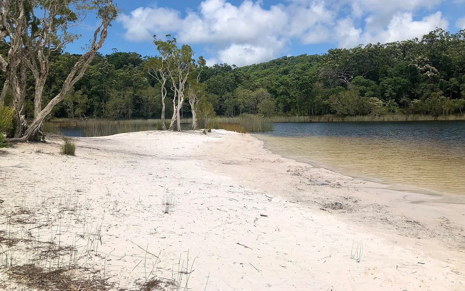 Tea-coloured water and pale sand at Poona Lake in Cooloola