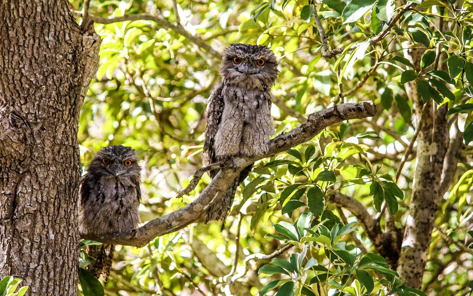 Tawny frogmouths perched in the Toogoom Beach wetlands